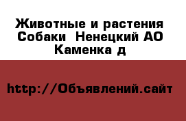 Животные и растения Собаки. Ненецкий АО,Каменка д.